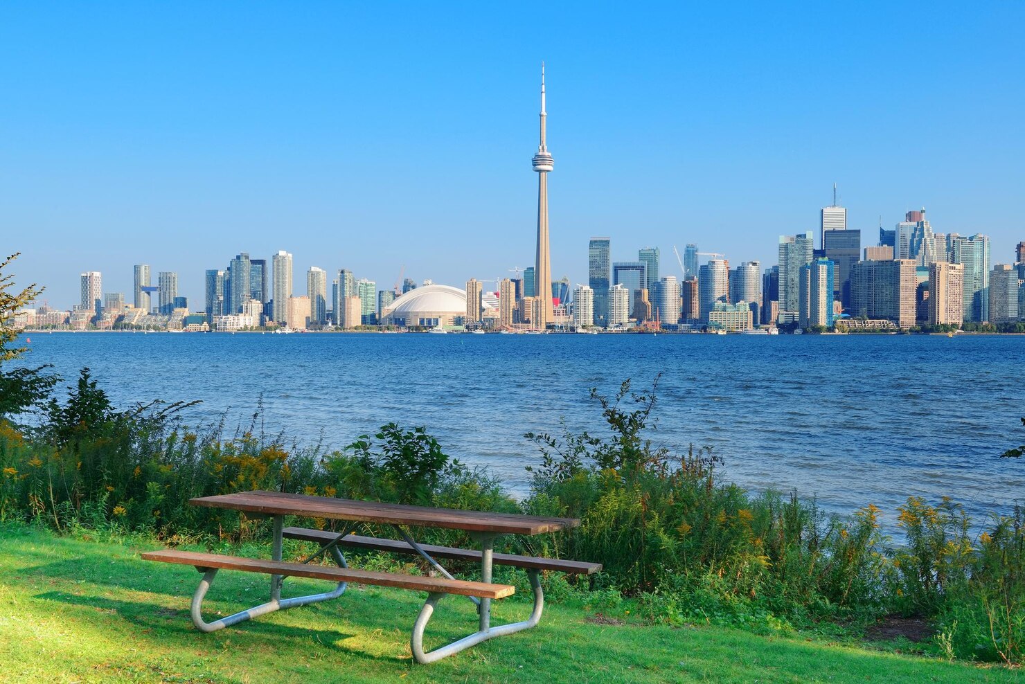 toronto-skyline-from-park_649448-3496 (1)